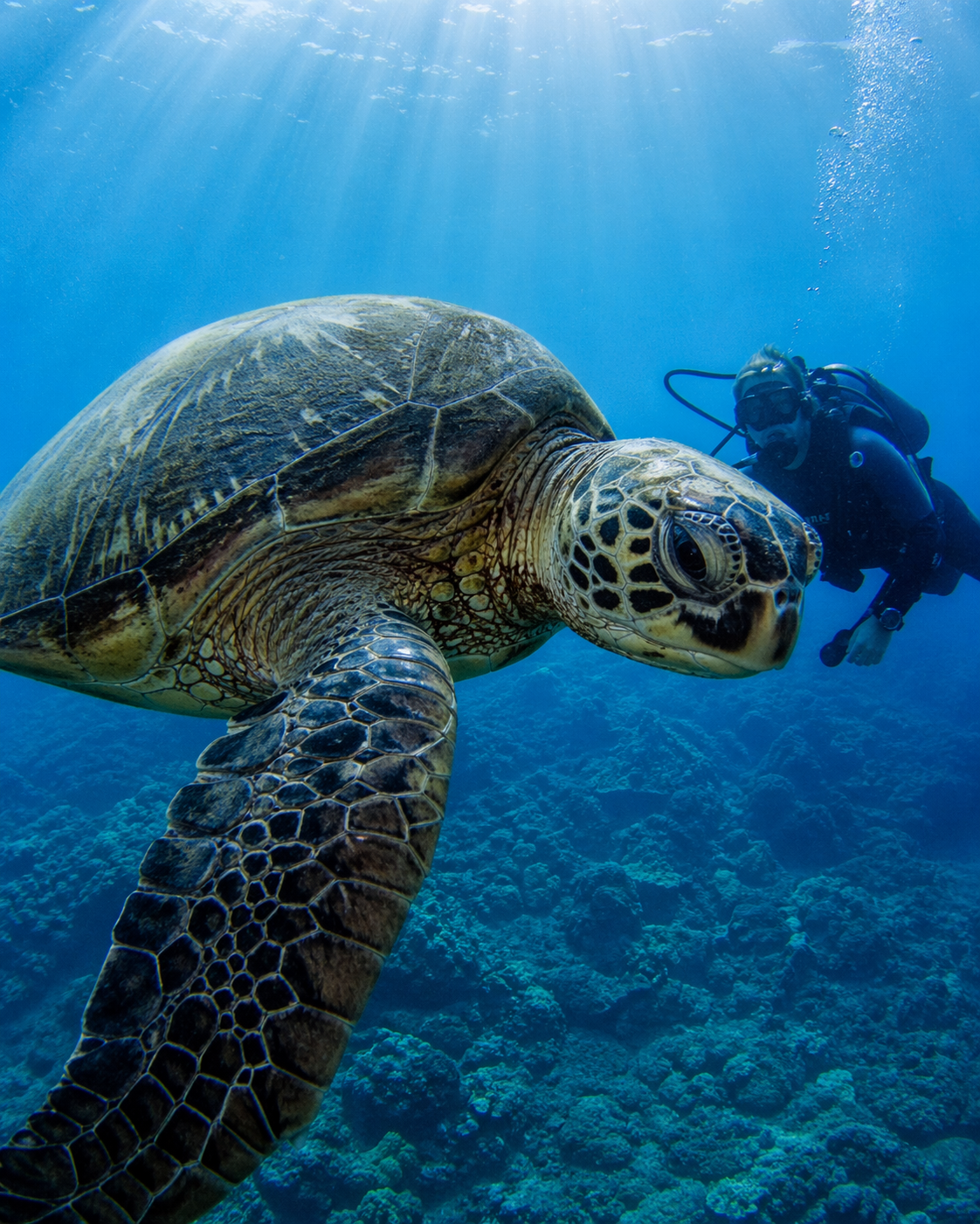 Sea turtle swimming underwater