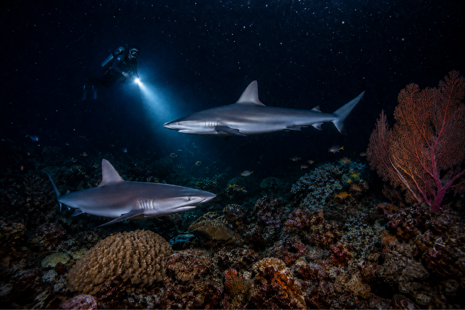 Night Dives